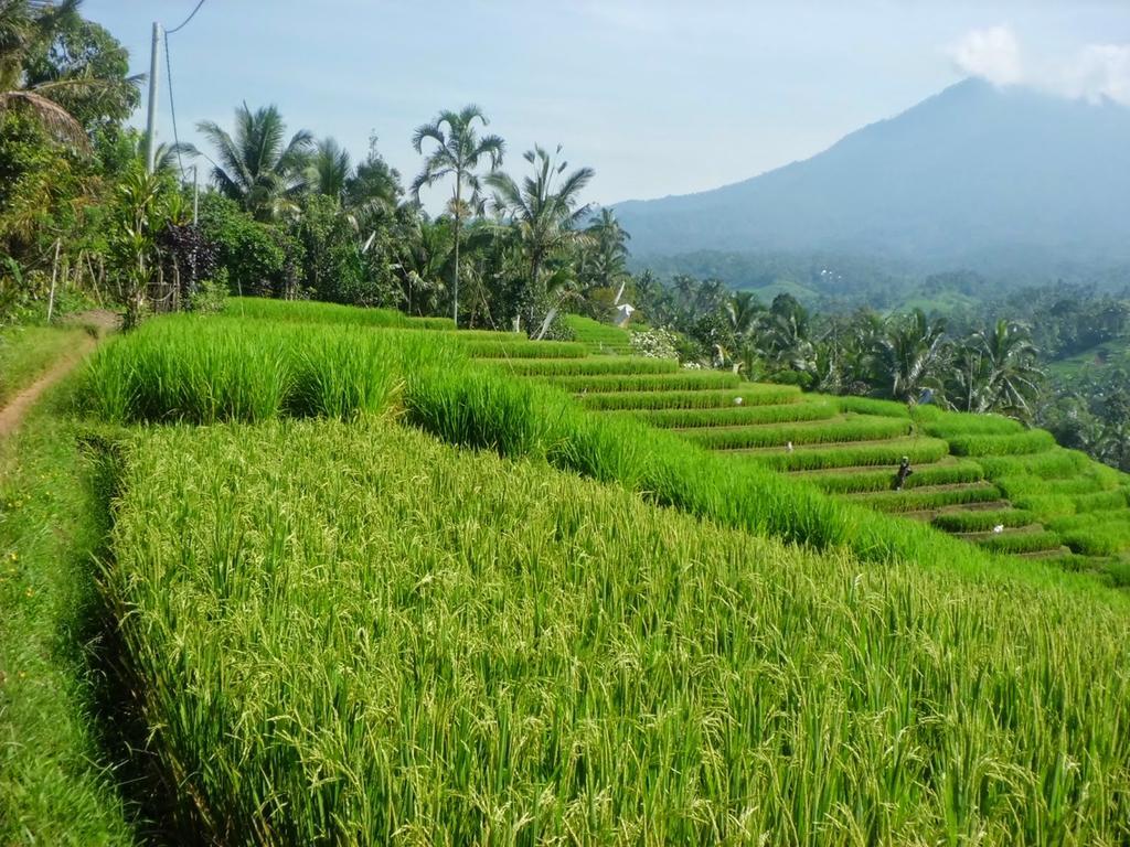 Zen Rooms Badung Nyangnyang Sari Kuta Lombok Exteriér fotografie